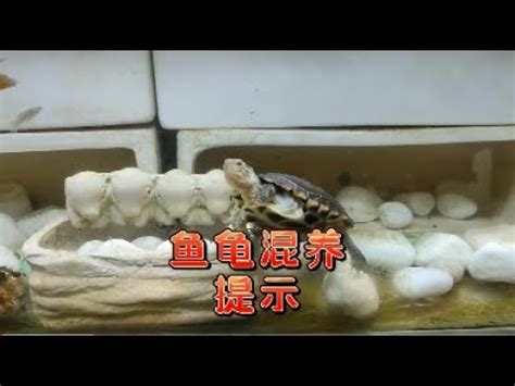 長尾龜跟魚一起養|飼養斑龜新手飼主須知